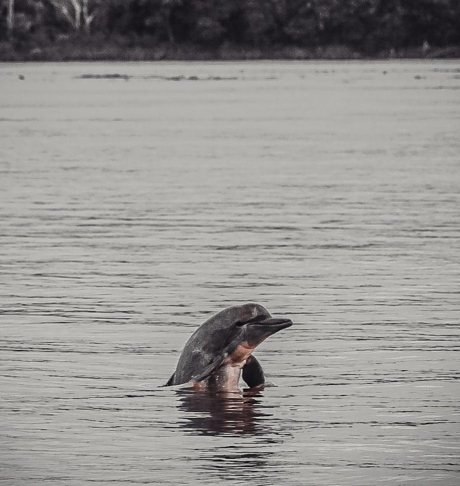 Hospedaje Y Tours Reina Arriera Amazonas Colombia Macedonia エクステリア 写真